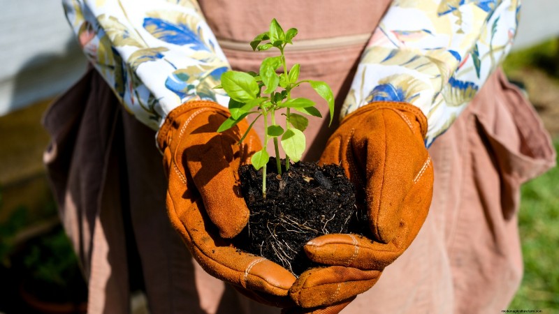 Kaneelbasilicum:gids voor planten, kweken en verzorgen | [Uw merk-/websitenaam] 