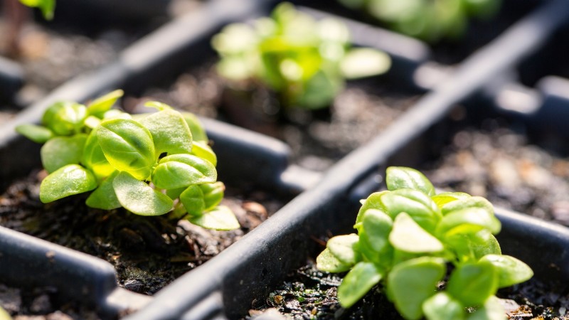 Kaneelbasilicum:gids voor planten, kweken en verzorgen | [Uw merk-/websitenaam] 