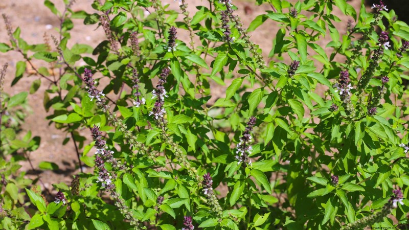 Kaneelbasilicum:gids voor planten, kweken en verzorgen | [Uw merk-/websitenaam] 
