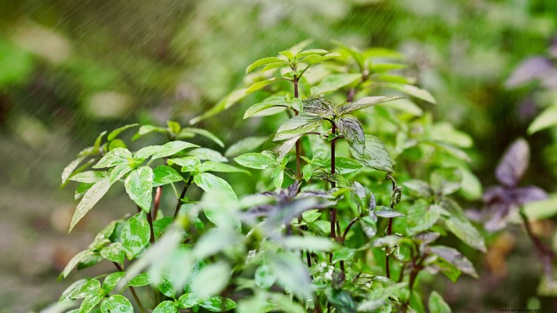 Kaneelbasilicum:gids voor planten, kweken en verzorgen | [Uw merk-/websitenaam] 