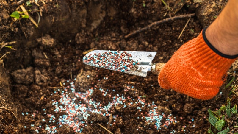 Kaneelbasilicum:gids voor planten, kweken en verzorgen | [Uw merk-/websitenaam] 