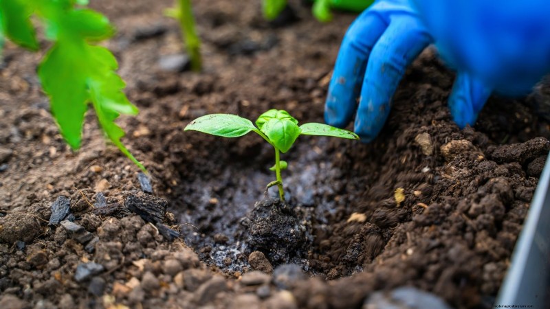 Kaneelbasilicum:gids voor planten, kweken en verzorgen | [Uw merk-/websitenaam] 