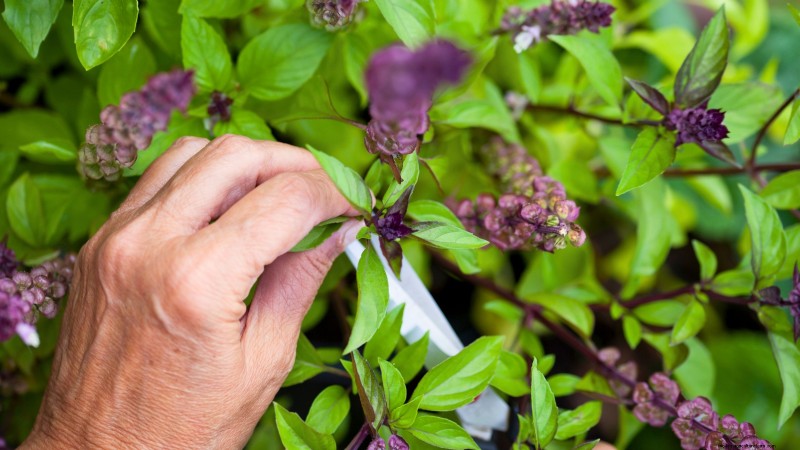 Kaneelbasilicum:gids voor planten, kweken en verzorgen | [Uw merk-/websitenaam] 