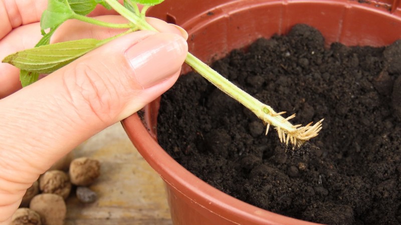 Kaneelbasilicum:gids voor planten, kweken en verzorgen | [Uw merk-/websitenaam] 