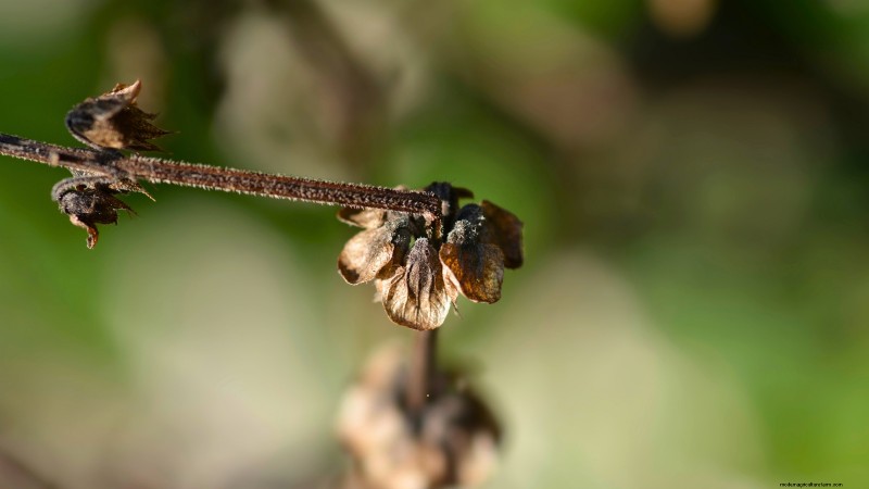 Kaneelbasilicum:gids voor planten, kweken en verzorgen | [Uw merk-/websitenaam] 