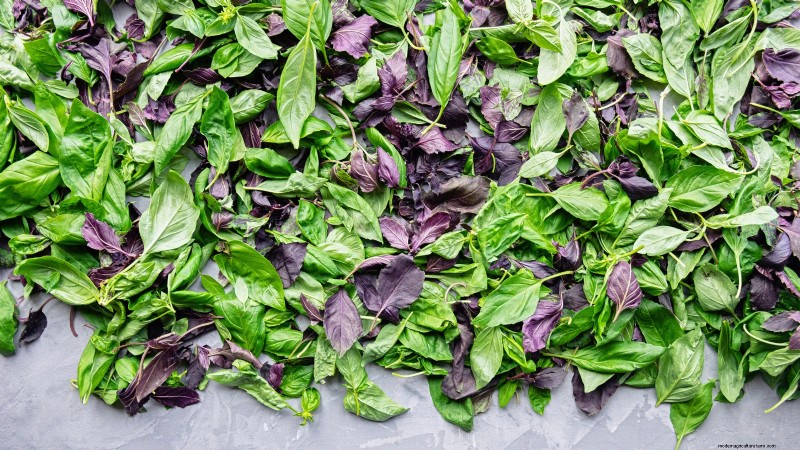 Kaneelbasilicum:gids voor planten, kweken en verzorgen | [Uw merk-/websitenaam] 