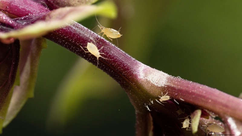 Kaneelbasilicum:gids voor planten, kweken en verzorgen | [Uw merk-/websitenaam] 