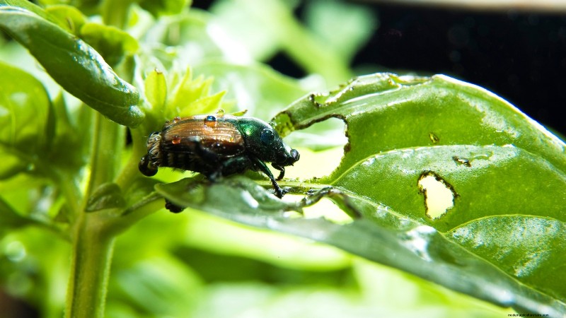 Kaneelbasilicum:gids voor planten, kweken en verzorgen | [Uw merk-/websitenaam] 