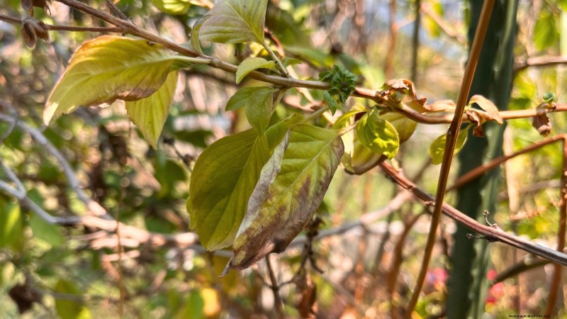 Kaneelbasilicum:gids voor planten, kweken en verzorgen | [Uw merk-/websitenaam] 