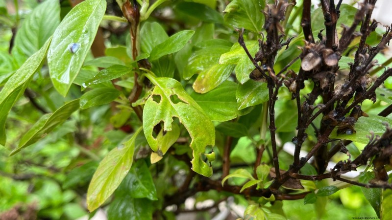 Kaneelbasilicum:gids voor planten, kweken en verzorgen | [Uw merk-/websitenaam] 