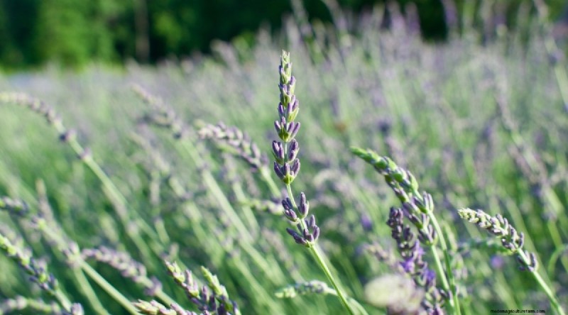 Tumbuhkan Lavender Fenomenal:Panduan Tukang Kebun untuk Mekar Wangi 