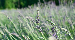 Tumbuhkan Lavender Fenomenal:Panduan Tukang Kebun untuk Mekar Wangi 