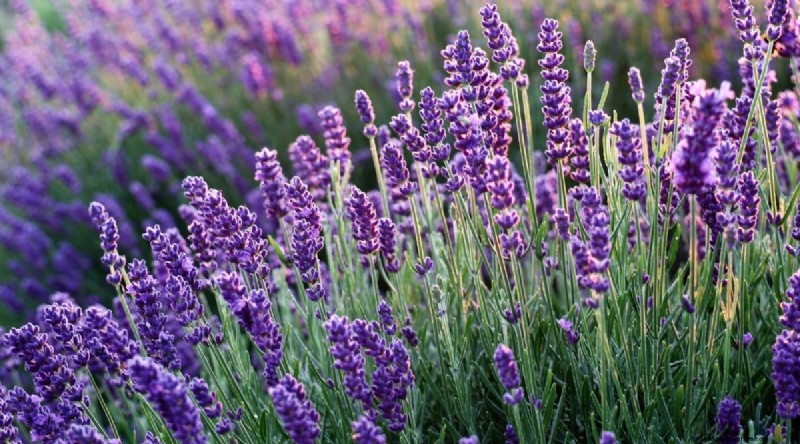 Tumbuhkan Lavender Fenomenal:Panduan Tukang Kebun untuk Mekar Wangi 