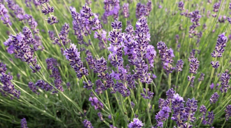 Tumbuhkan Lavender Fenomenal:Panduan Tukang Kebun untuk Mekar Wangi 
