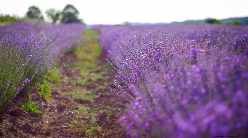 Tumbuhkan Lavender Fenomenal:Panduan Tukang Kebun untuk Mekar Wangi 