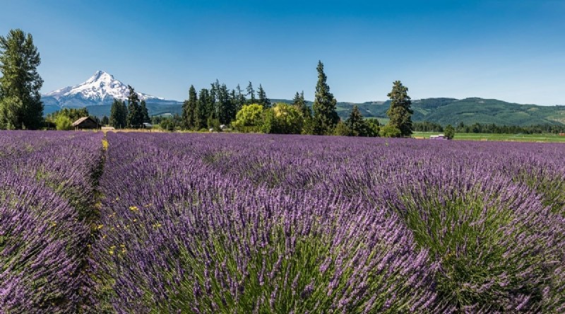 Tumbuhkan Lavender Fenomenal:Panduan Tukang Kebun untuk Mekar Wangi 