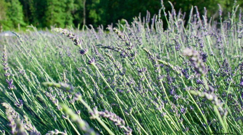 Tumbuhkan Lavender Fenomenal:Panduan Tukang Kebun untuk Mekar Wangi 