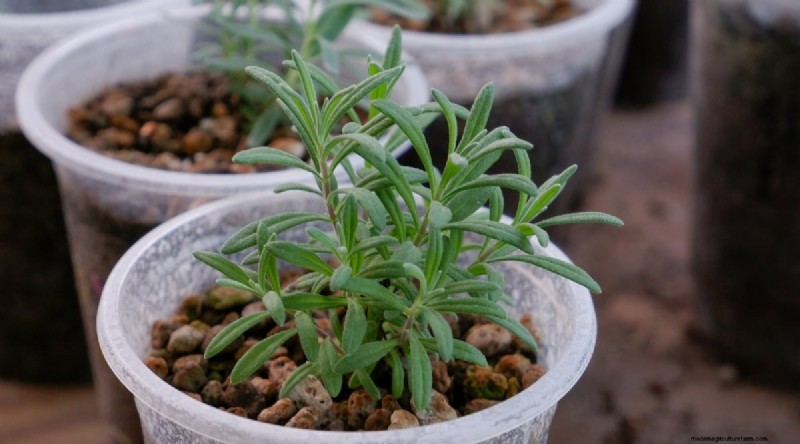 Tumbuhkan Lavender Fenomenal:Panduan Tukang Kebun untuk Mekar Wangi 