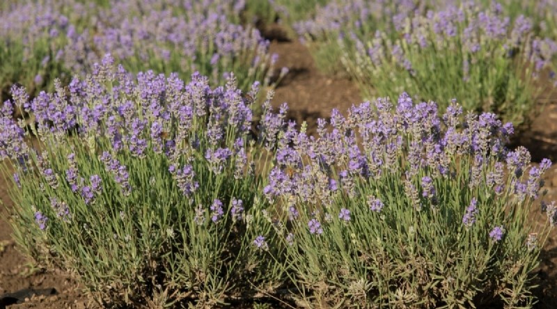 Tumbuhkan Lavender Fenomenal:Panduan Tukang Kebun untuk Mekar Wangi 