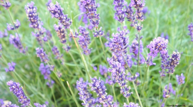 Tumbuhkan Lavender Fenomenal:Panduan Tukang Kebun untuk Mekar Wangi 