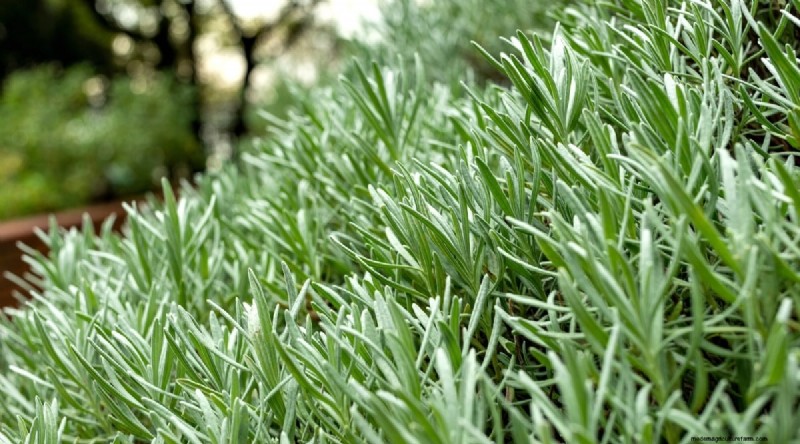 Tumbuhkan Lavender Fenomenal:Panduan Tukang Kebun untuk Mekar Wangi 