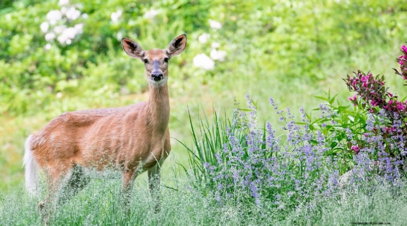 Tumbuhkan Lavender Fenomenal:Panduan Tukang Kebun untuk Mekar Wangi 