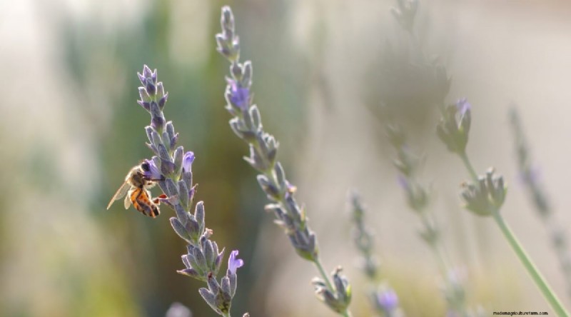 Tumbuhkan Lavender Fenomenal:Panduan Tukang Kebun untuk Mekar Wangi 