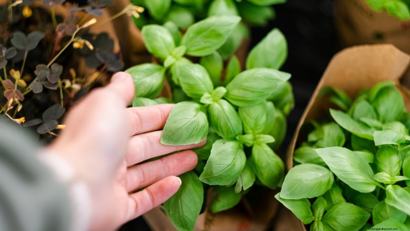 Bescherm uw basilicum:7 bewezen tips om vastlopen te voorkomen 