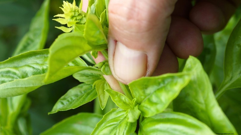 Bescherm uw basilicum:7 bewezen tips om vastlopen te voorkomen 