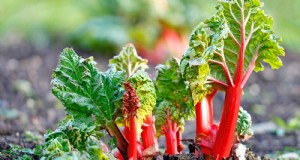 ルバーブ栽培ガイド:太く健康な茎を育てるための 15 のヒント 