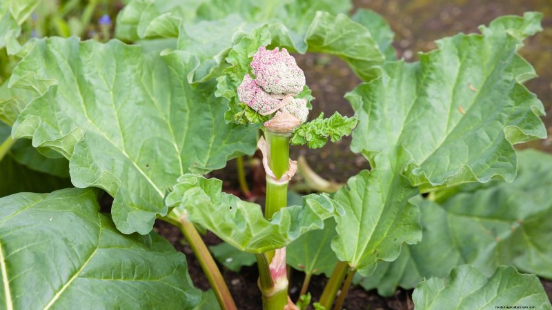 ルバーブ栽培ガイド:太く健康な茎を育てるための 15 のヒント 