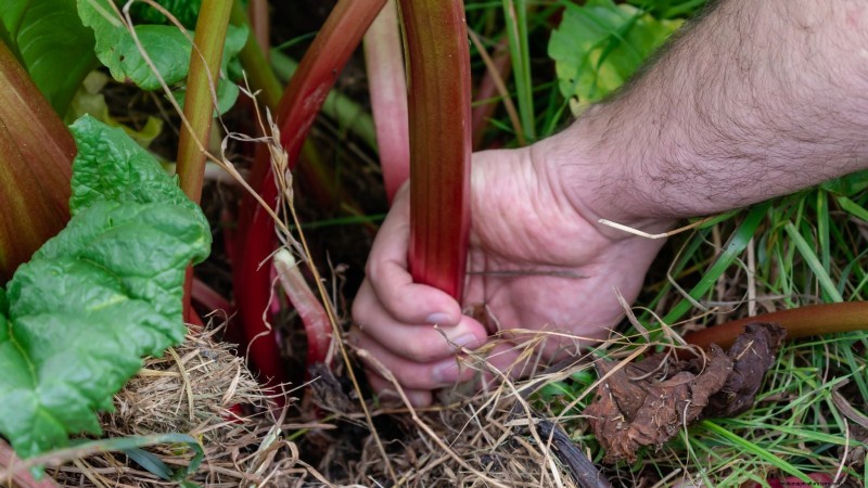 ルバーブ栽培ガイド:太く健康な茎を育てるための 15 のヒント 