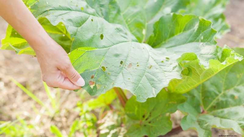 ルバーブ栽培ガイド:太く健康な茎を育てるための 15 のヒント 