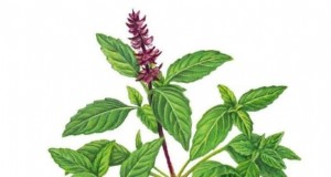 Siam Queen Basil:gids voor planten, kweken en verzorgen | [Uw merk/website] 