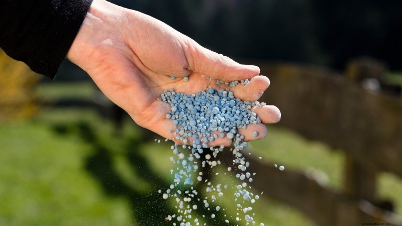 サイアム クイーン バジル:植え付け、成長、手入れガイド | [あなたのブランド/ウェブサイト] 