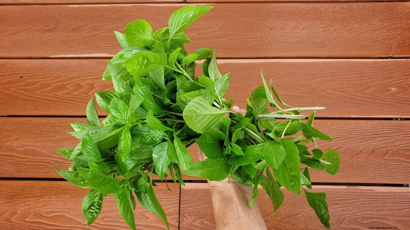 サイアム クイーン バジル:植え付け、成長、手入れガイド | [あなたのブランド/ウェブサイト] 