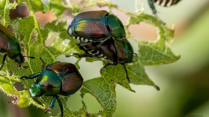 サイアム クイーン バジル:植え付け、成長、手入れガイド | [あなたのブランド/ウェブサイト] 