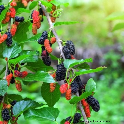 Guida alla fecondazione delle bacche:cura dei contenitori per fragole, mirtilli e lamponi 