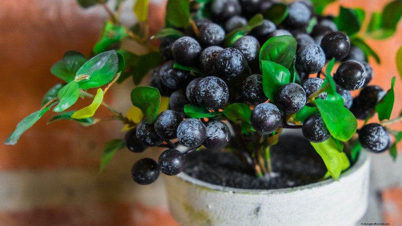 Guida alla fecondazione delle bacche:cura dei contenitori per fragole, mirtilli e lamponi 
