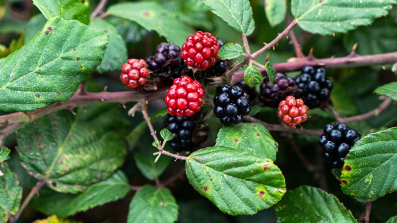Guida alla fecondazione delle bacche:cura dei contenitori per fragole, mirtilli e lamponi 