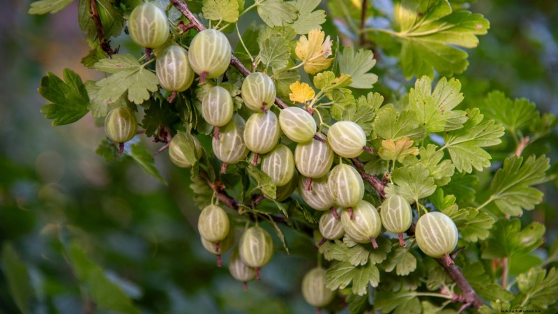 Guida alla fecondazione delle bacche:cura dei contenitori per fragole, mirtilli e lamponi 