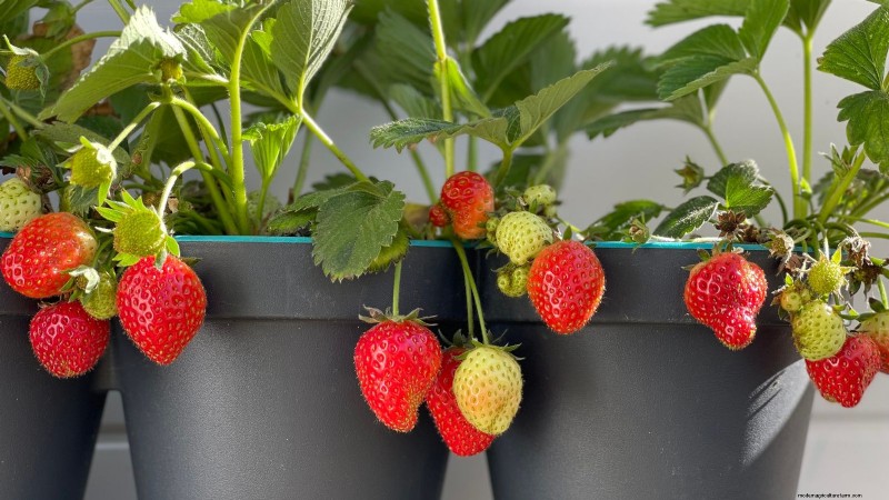 Guida alla fecondazione delle bacche:cura dei contenitori per fragole, mirtilli e lamponi 
