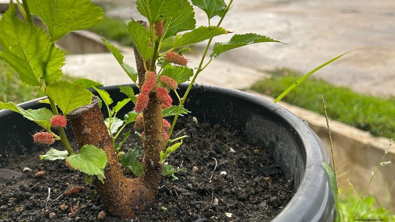 Guida alla fecondazione delle bacche:cura dei contenitori per fragole, mirtilli e lamponi 