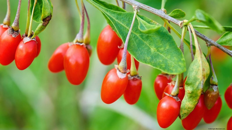 Guida alla fecondazione delle bacche:cura dei contenitori per fragole, mirtilli e lamponi 