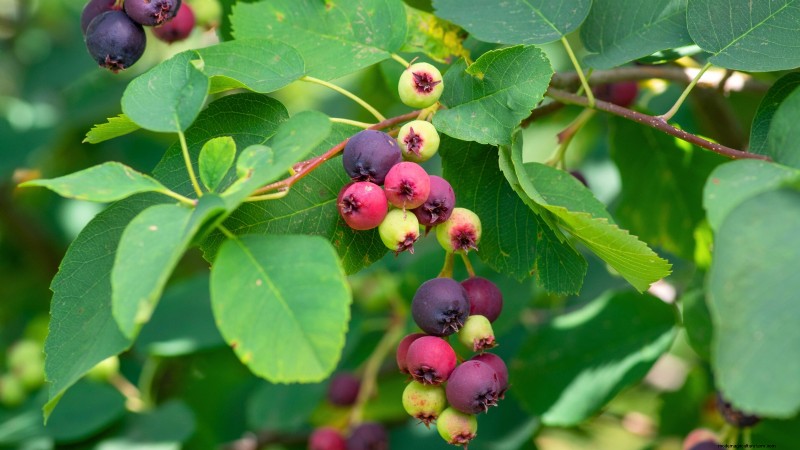 Guida alla fecondazione delle bacche:cura dei contenitori per fragole, mirtilli e lamponi 