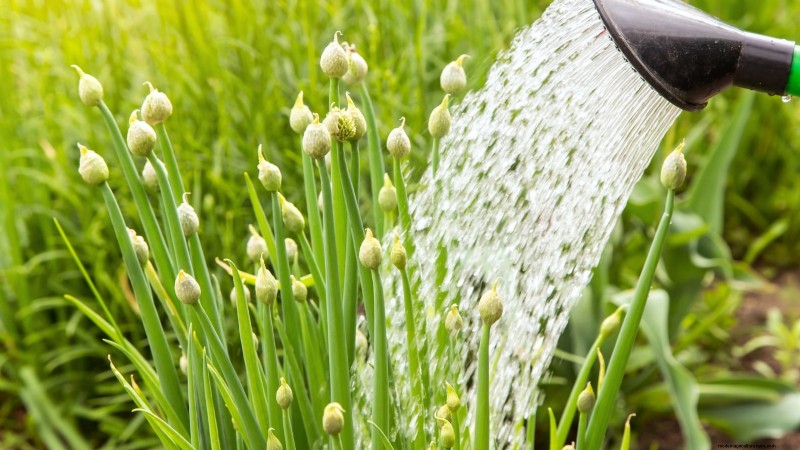 Bolting della cipolla:cause, prevenzione e cosa fare 
