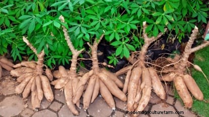 Manioca:piantare, coltivare e prendersi cura della radice di yuca 