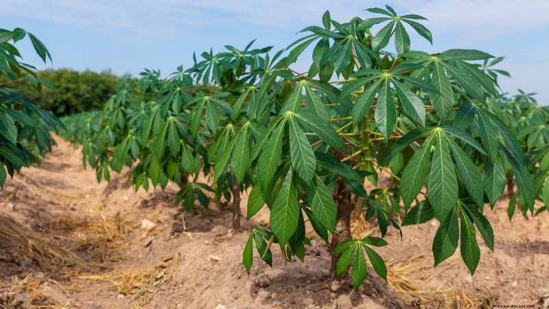 Manioca:piantare, coltivare e prendersi cura della radice di yuca 