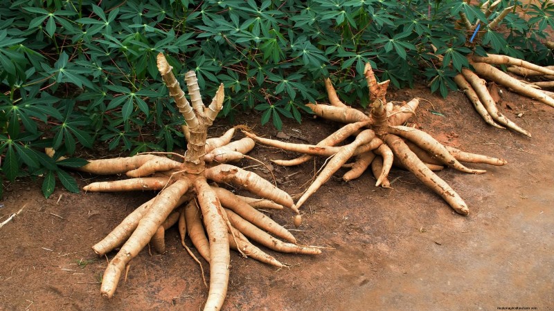 Manioca:piantare, coltivare e prendersi cura della radice di yuca 
