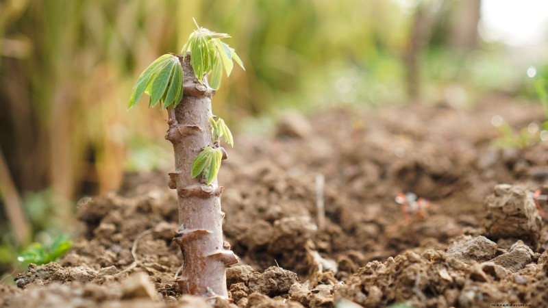 Manioca:piantare, coltivare e prendersi cura della radice di yuca 